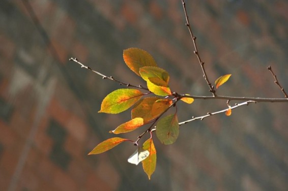 Ясная погода и потепление ждут Армению