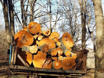 Լոռիում 408 ծառի ապօրինի հատման դեպք է գրանցվել. Դատախազությունը քրգործ է հարուցել
