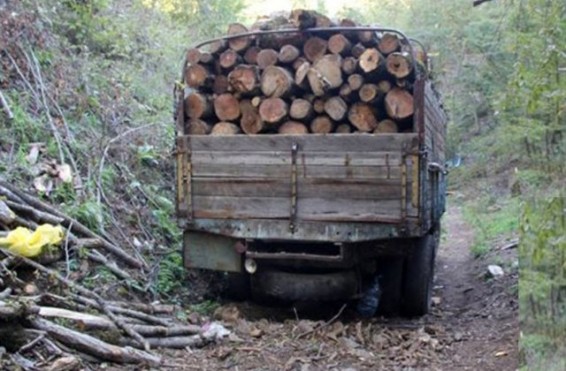 Բացահայտվել է ծառահատման ևս երկու դեպք