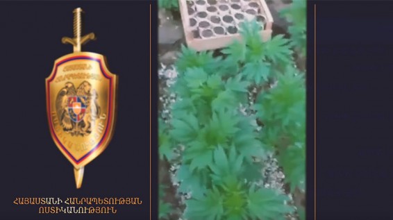 Լուսառատում կանեփի ջերմոց է հայտնաբերվել