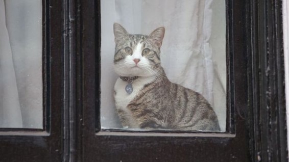Джулиана Ассанжа отправили в тюрьму. Что с его котом?