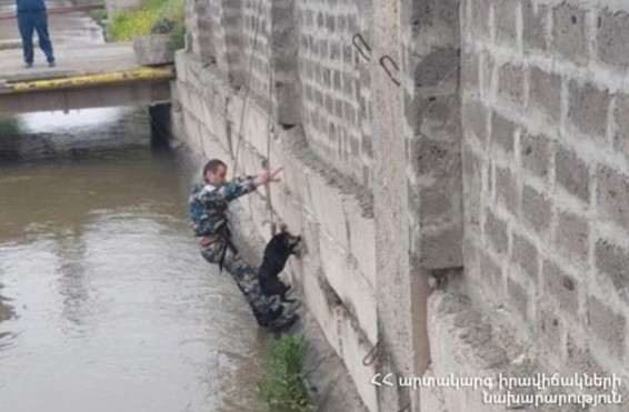 Փրկարարները շանը դուրս են բերել ջրանցքից
