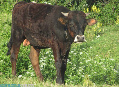 Վայոց ձորում բրուցելոզի հետևանքով 24 խոշոր և 124 մանր եղջերավոր կենդանի հարկադիր սպանդի է ենթարկվել