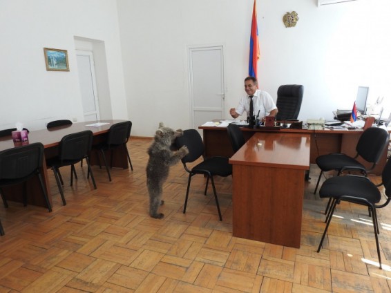 Արջուկը մտել է «Դիլիջան» ազգային պարկի գրասենյակ