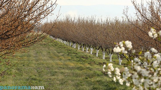 Գյուղատնտեսության ոլորտի անկումն ու ակնկալիքները