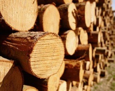 Անտառապահը «Մեհրաբ»-ում ծառեր էր ապօրինի հատել. Ոստիկանները գտել են 11 թաց կանգուն ծառի կոճղ