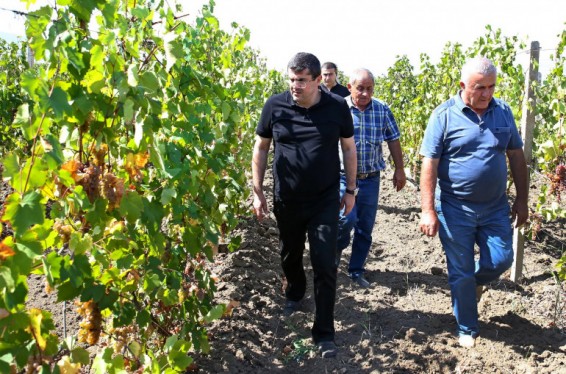 Ակնա թաղամասում այգեգործության զարգացման մեծ ծրագիր կսկսվի. Արայիկ Հարությունյանն աշխատանքային շրջայց է կատարել