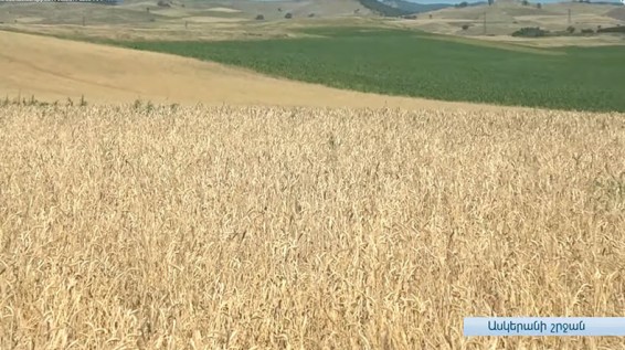 Արցախում հացահատիկի բերքատվությունը նախորդ տարվա համեմատ նվազել է