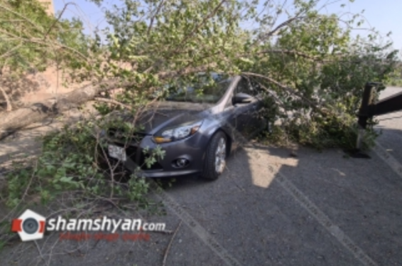 Երևանում ծառն ընկել է ավտոմեքենայի վրա. shamshyan.com