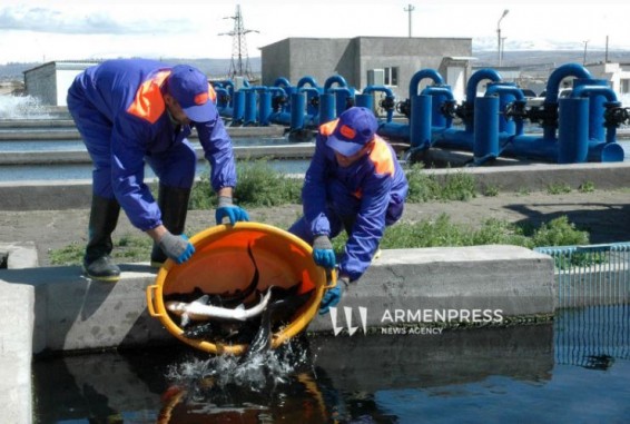 Армения официально имеет право экспортировать рыбную продукцию на рынок Евросоюза