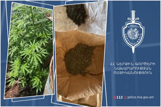 Էջմիածնի բնակչի բակում հայտնաբերվել է կանեփի 107 թուփ և մարիխուանայի նմանվող զանգված