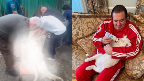 Гагик Царукян тяжело воспринял гибель львицы