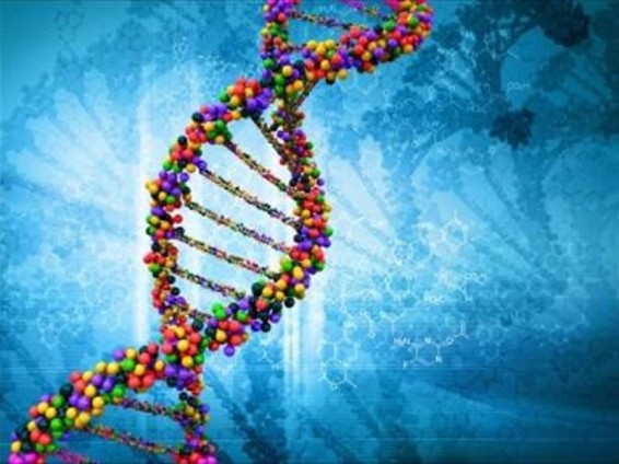 Human Genetics. Ապացուցվել է հայ գենի կենսունակությունը