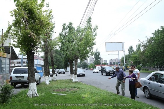 Հաստատվել է անկման վտանգ ներկայացնող ծառերի հետ կապված մասնագիտական հրատապ միջամտության անհրաժեշտությունը